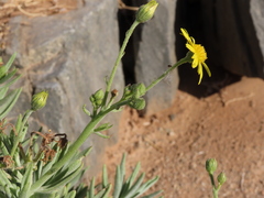 Osteospermum polycephalum