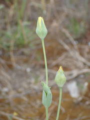 Blackstonia imperfoliata