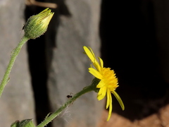 Osteospermum polycephalum