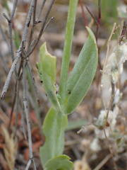 Blackstonia imperfoliata