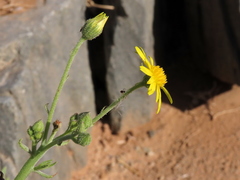 Osteospermum polycephalum