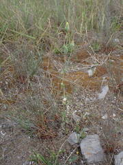 Blackstonia imperfoliata