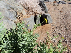 Osteospermum polycephalum