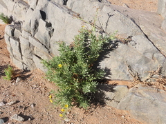 Osteospermum polycephalum
