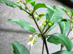 Solanum diphyllum