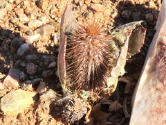 Acanthopsis disperma
