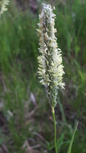 Alopecurus pratensis iNat (2)