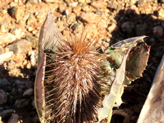 Acanthopsis disperma