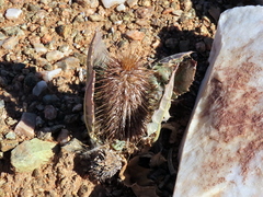 Acanthopsis disperma
