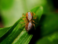 Cytaea