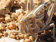 Schistocerca gregaria flaviventris