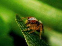 Cytaea