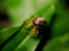 Cytaea