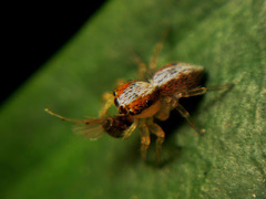 Cytaea