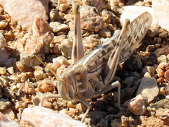 Schistocerca gregaria flaviventris