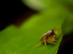 Cytaea