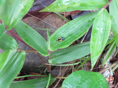 Ptosima gibbicollis