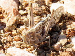 Schistocerca gregaria flaviventris