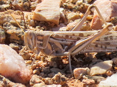 Schistocerca gregaria flaviventris