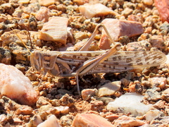 Schistocerca gregaria flaviventris
