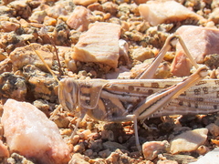 Schistocerca gregaria flaviventris