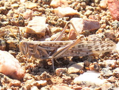 Schistocerca gregaria flaviventris