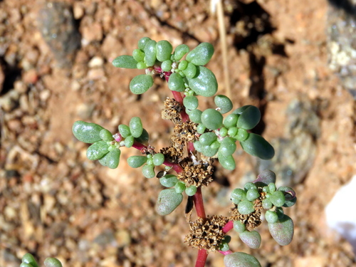 Trianthema corymbosum