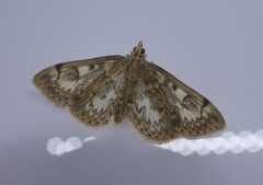 Anania coronata