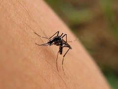 Aedes albopictus