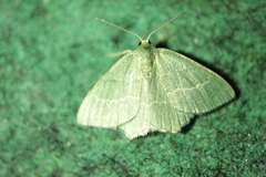 Chlorissa cloraria