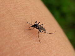 Aedes albopictus