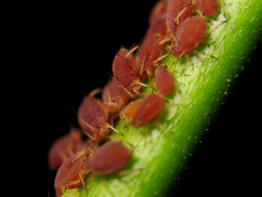 Mango Aphid