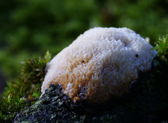 Dichomitus campestris