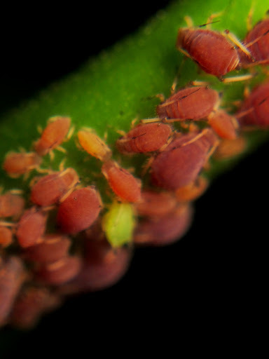 Aphis odinae (Aphis odinae) — Biodiversitas Nusantara | Biodiversitas ...