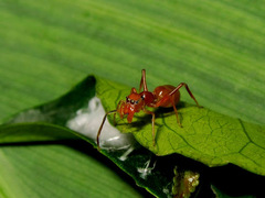 Myrmarachne clavigera