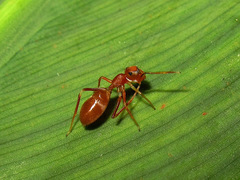 Myrmarachne clavigera