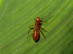 Myrmarachne clavigera