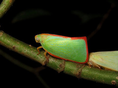 Sanurus