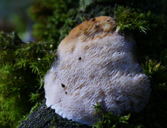 Dichomitus campestris