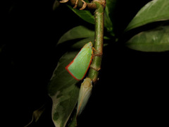 Sanurus