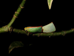 Sanurus