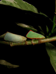 Sanurus
