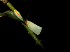 Sanurus