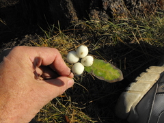Symphoricarpos albus