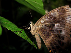 Papilio peranthus