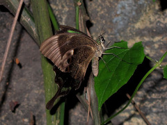 Papilio peranthus