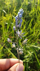 Camassia angusta