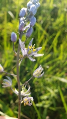 Camassia angusta