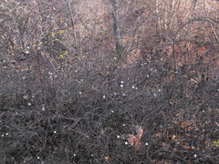 Symphoricarpos albus