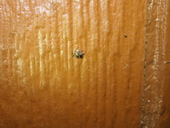 Cryptorhynchus fuscatus